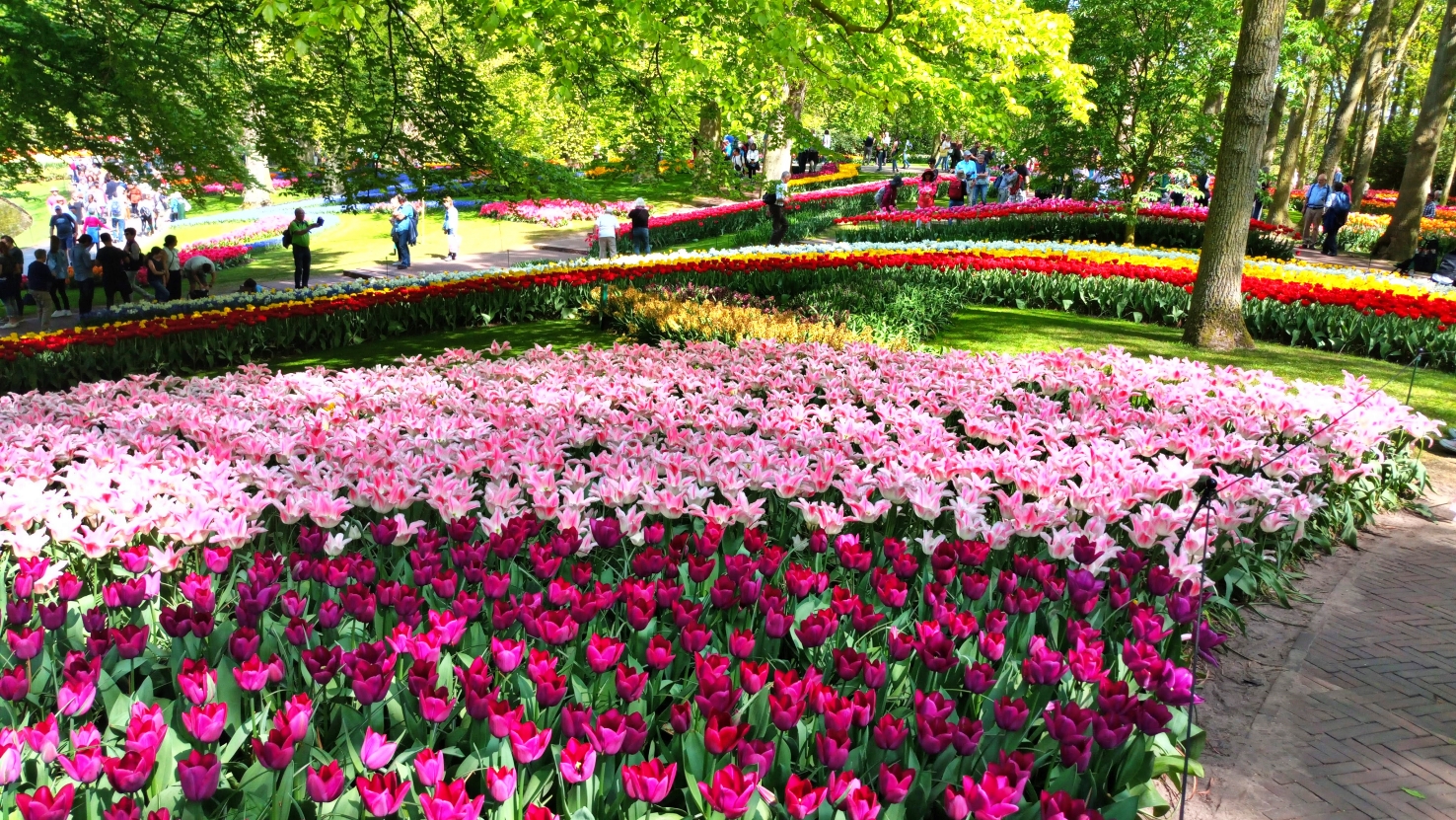 Au pays des tulipes et des moulins