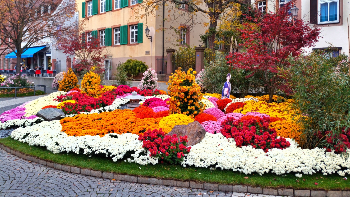 Chrysanthema à Lahr