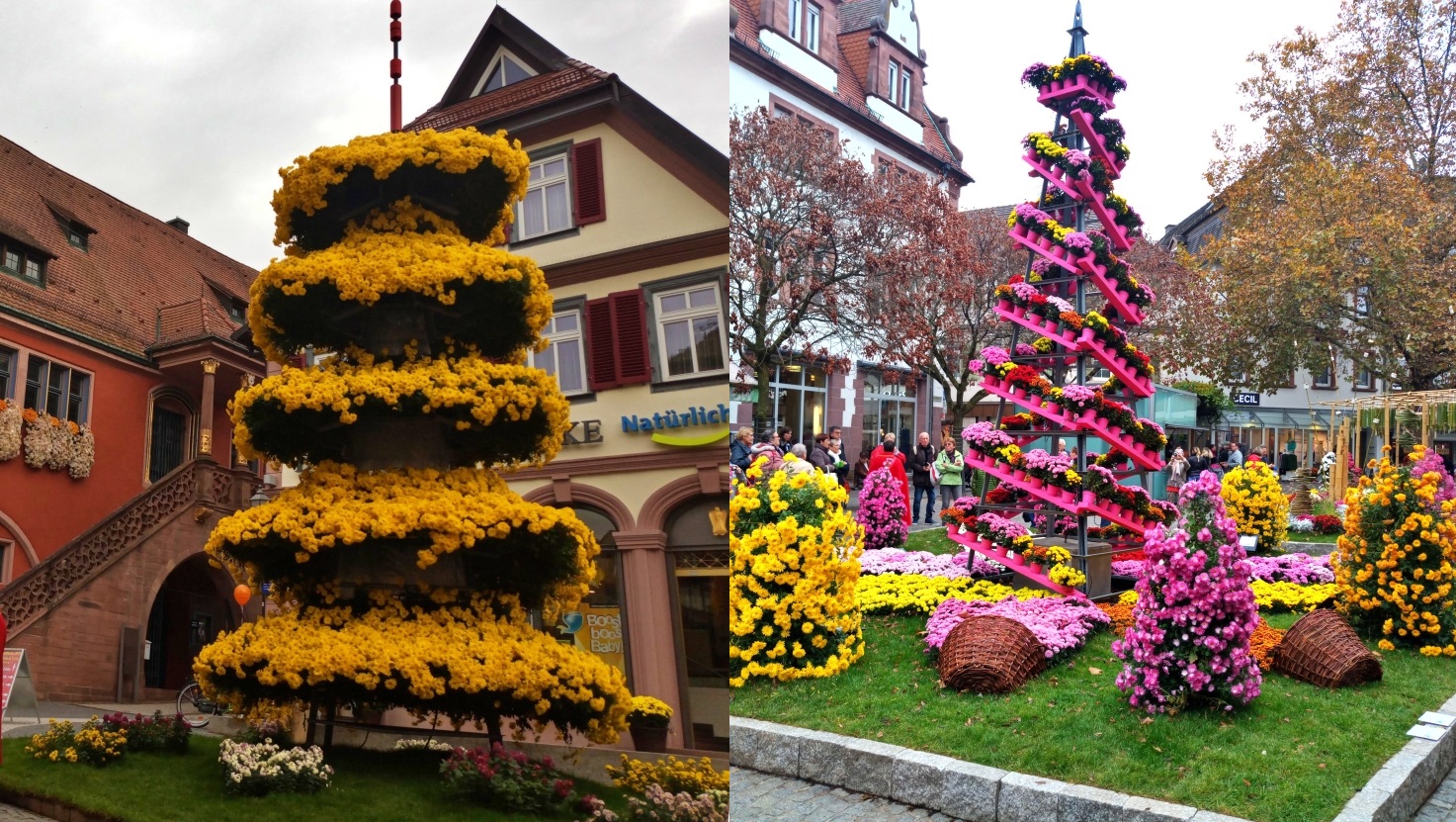 Chrysanthema à Lahr