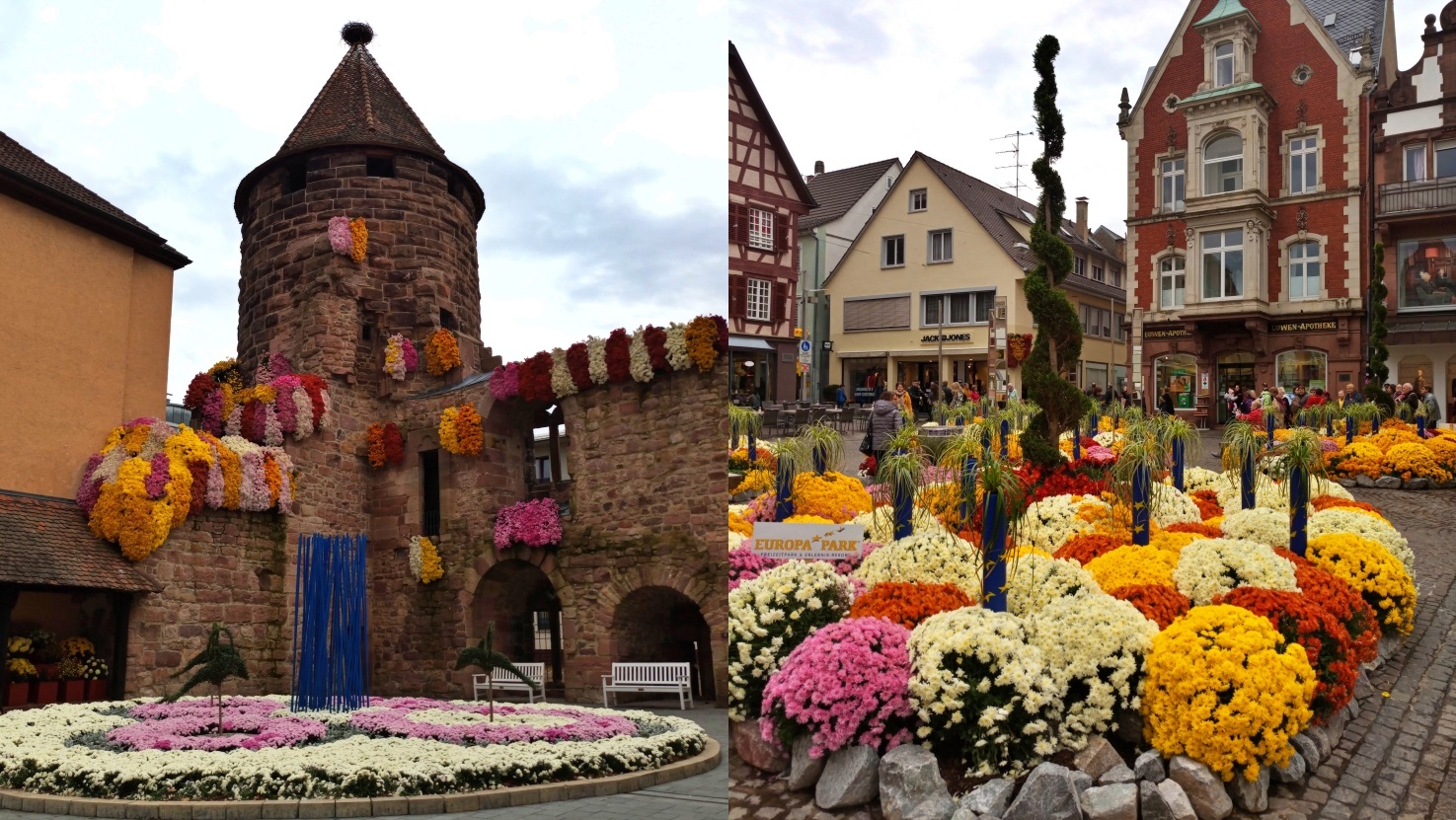 Chrysanthema à Lahr