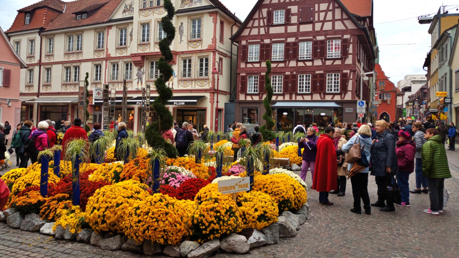 Chrysanthema à Lahr