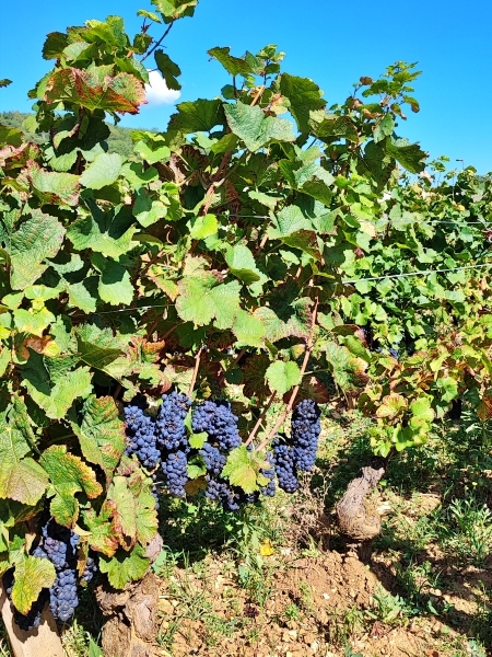 Le Pinot Noir, l'origine des grands vins de Bourgogne