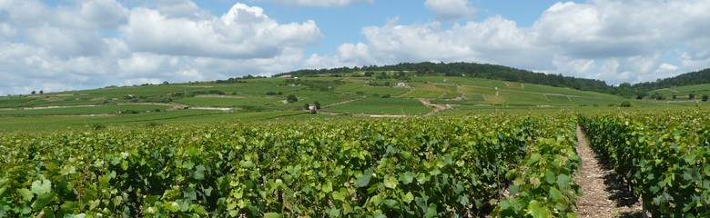 Cote de Beaune entre Chassagne-Montrachet et Santenay
