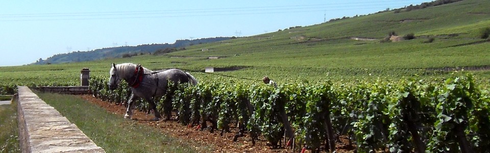 Le Vignoble et les Grands Vins de Bourgogne