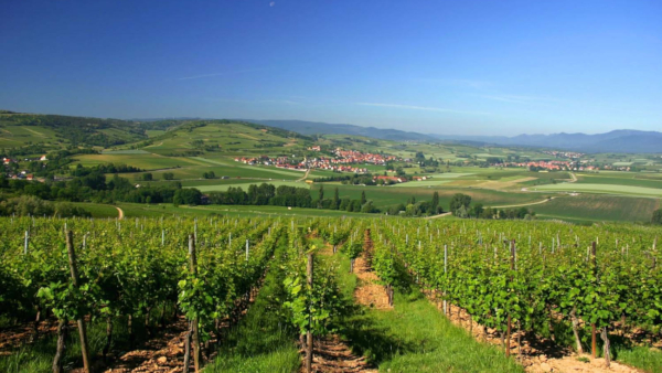 Voyage Routes des Vins & des Crêtes d'Alsace en autocar